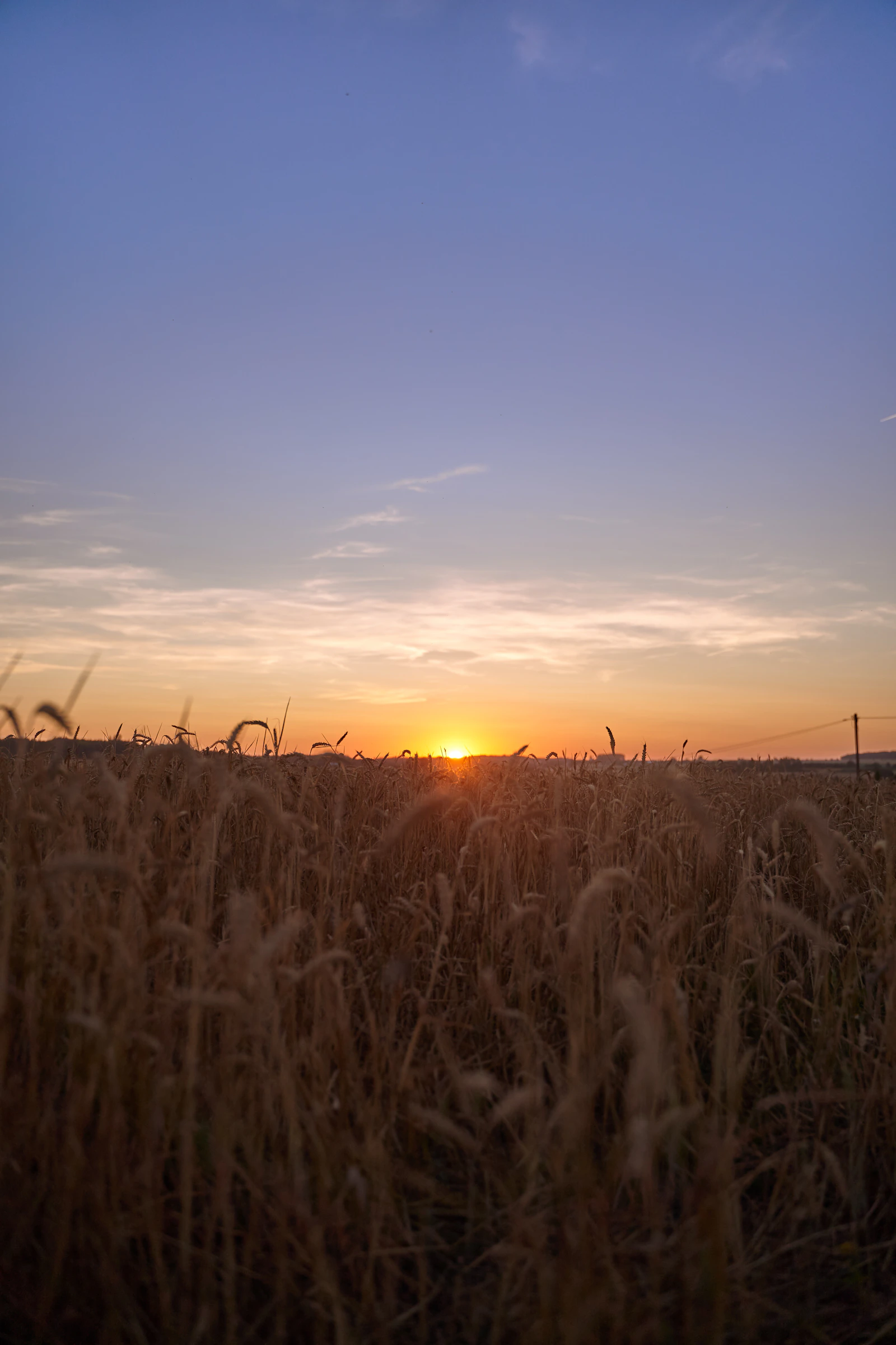 Champ de blé sous la lumière du soleil couchant